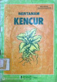 Bertanam Kencur